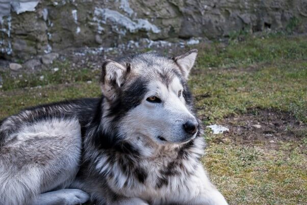 まとめ：アラスカンマラミュートは飼手を選ぶ