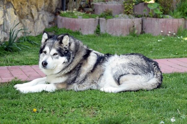 アラスカンマラミュートの飼い方とは？特徴やハスキーとの違いも解説のサムネイル画像