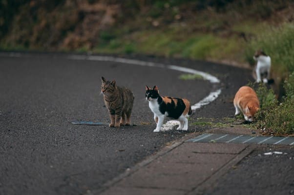 三毛猫（ミケ猫）の歴史