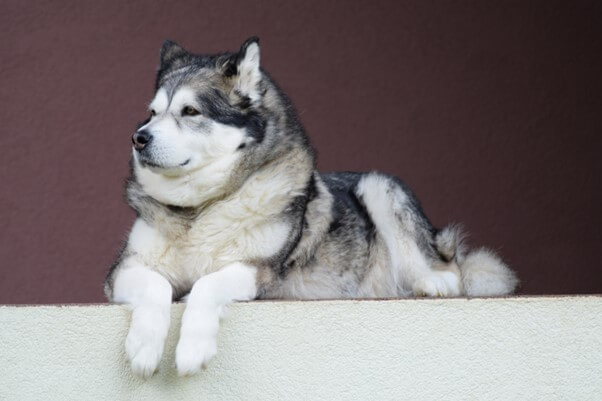 アラスカンマラミュートの飼い方