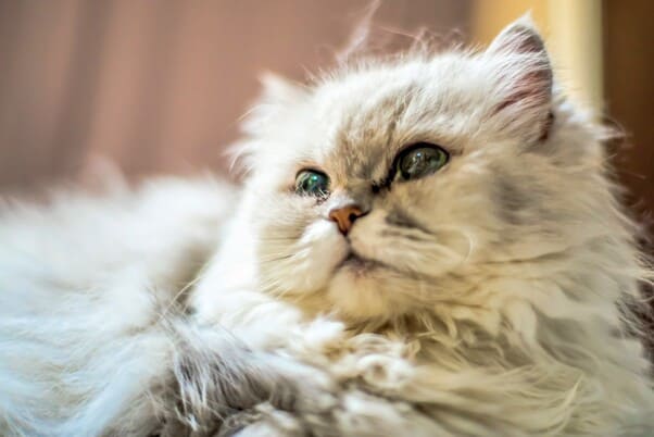 ペルシャ猫の飼い方は？7種類の毛色や特徴、チンチラとの違いも解説のサムネイル画像