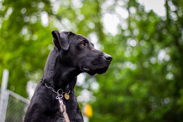 グレートデンの特徴や性格は？断耳は必要？飼い方やお手入れ方法を紹介のサムネイル画像