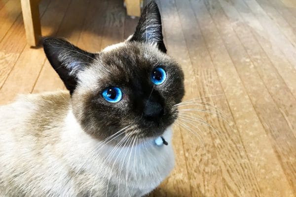 シャム猫（サイアミーズ）の特徴は？飼い方やかかりやすい病気も紹介のサムネイル画像