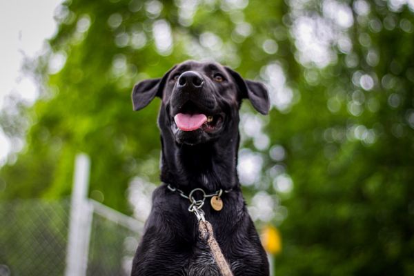 グレートデンの子犬を迎える方法