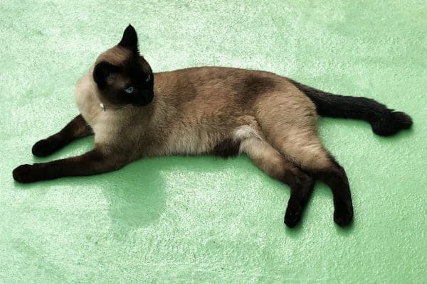 シャム猫（サイアミーズ）がかかりやすい病気