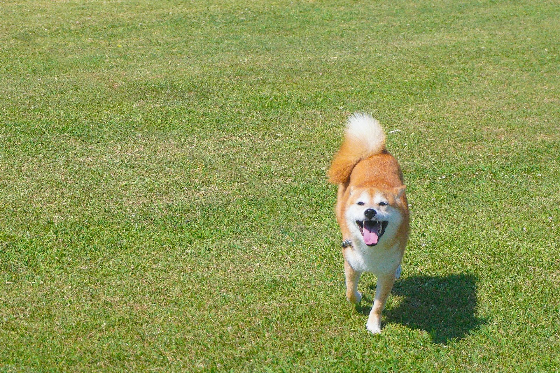 柴犬の歴史