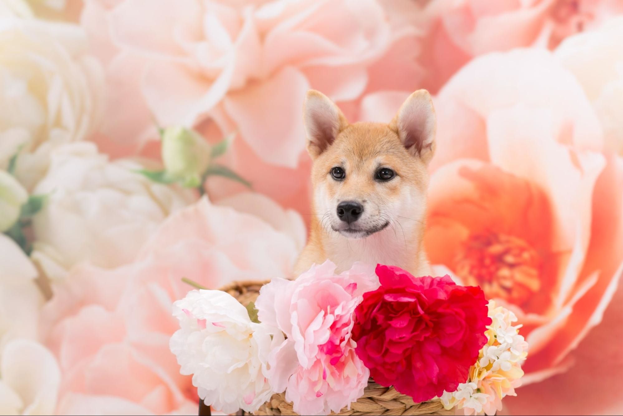 まとめ：柴犬の特徴を覚えておきましょう