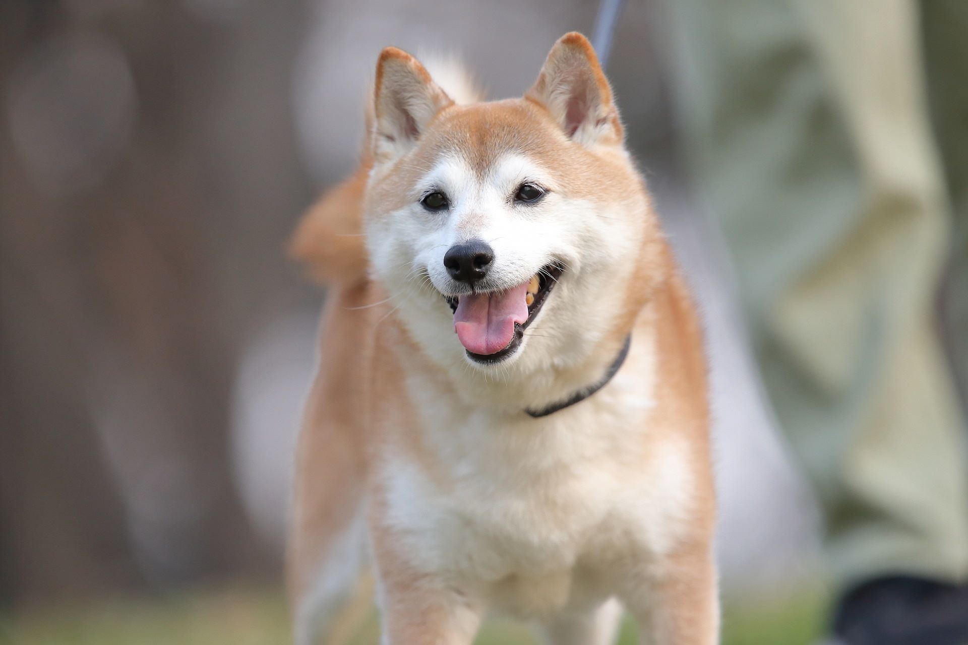 柴犬の種類