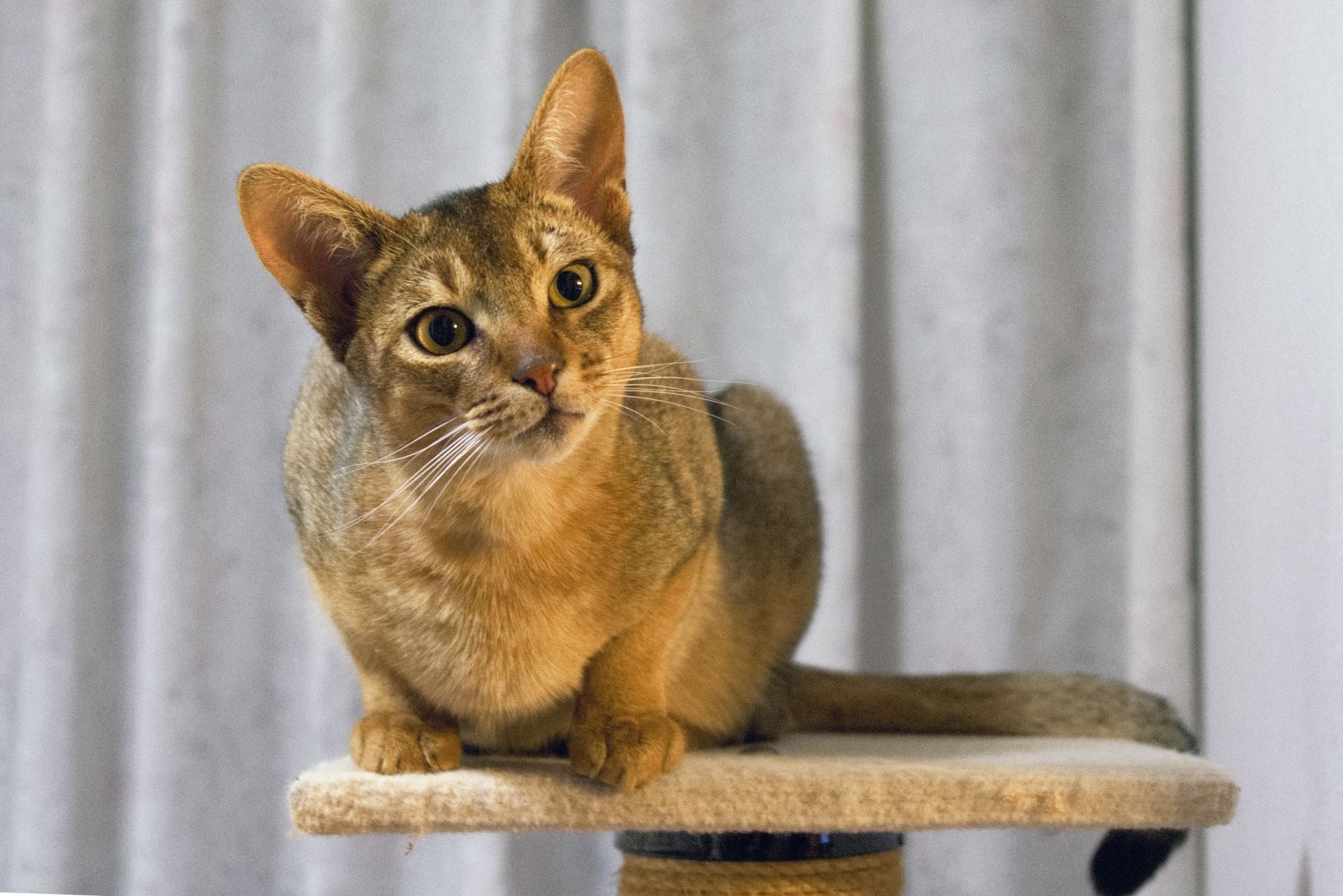 アビシニアンを飼うときのポイント