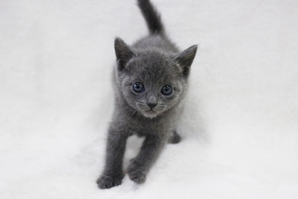 ロシアンブルーの目の色は子猫から成猫への成長過程で変わる