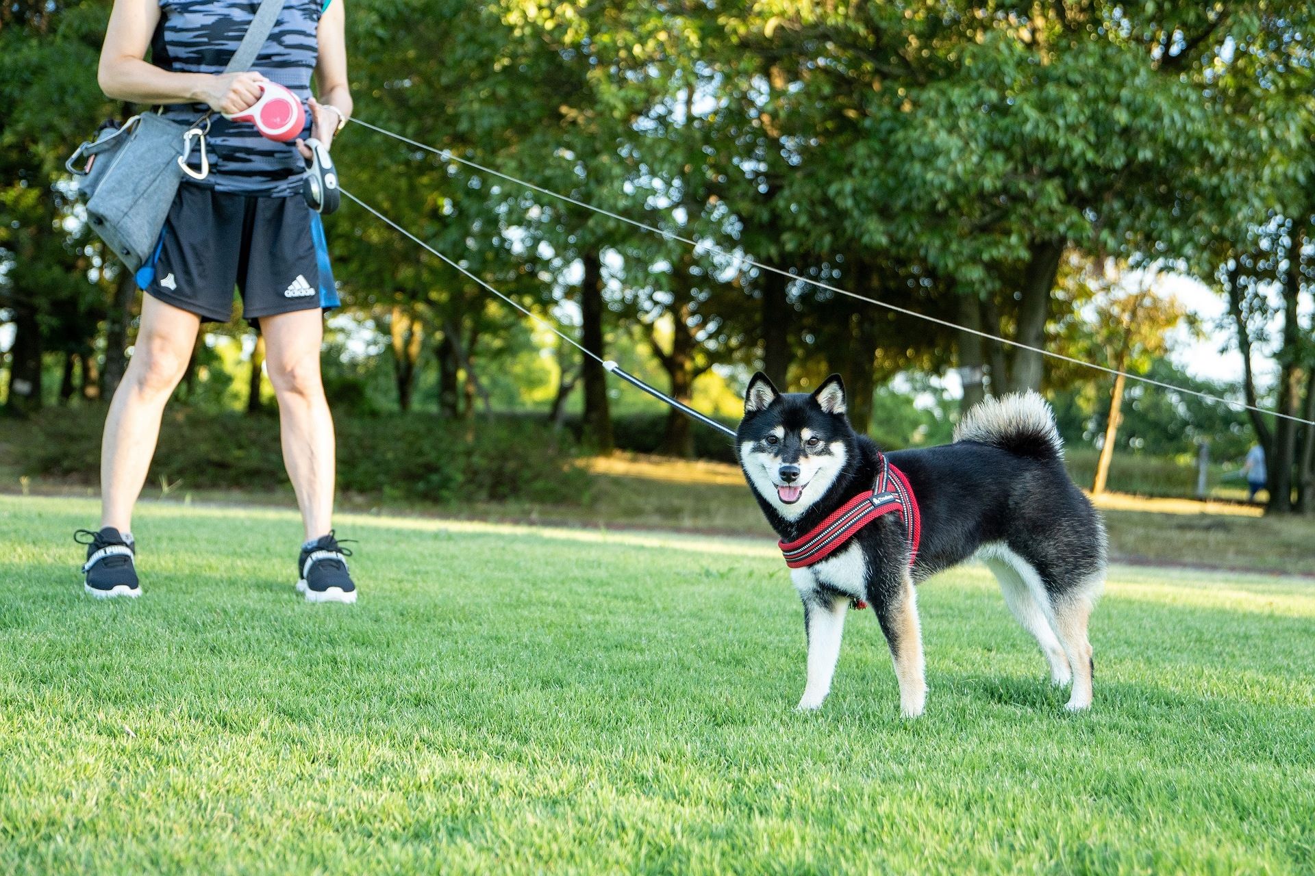 柴犬と秋田犬の違い