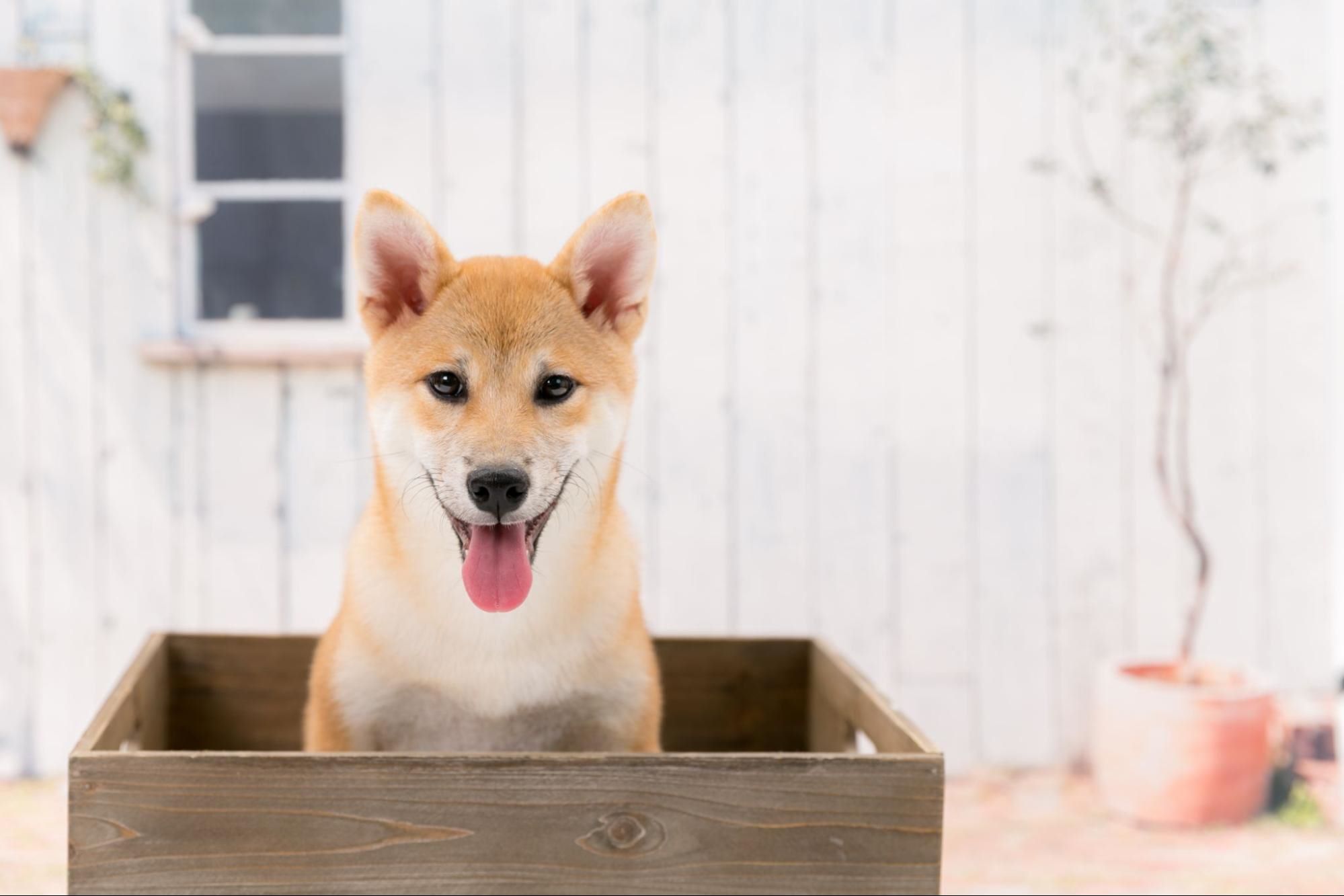 柴犬の子犬を迎える方法