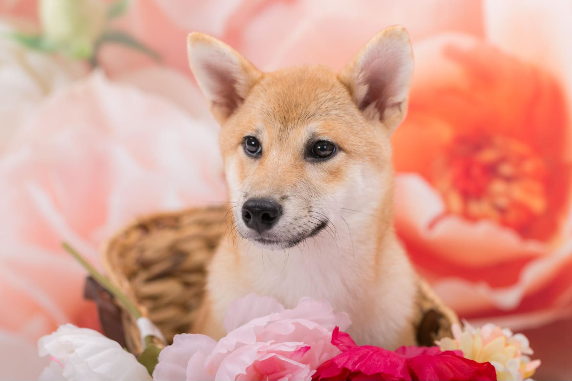 柴犬の特徴とは？性格や種類・秋田犬との違い・お手入れ方法も紹介のサムネイル画像