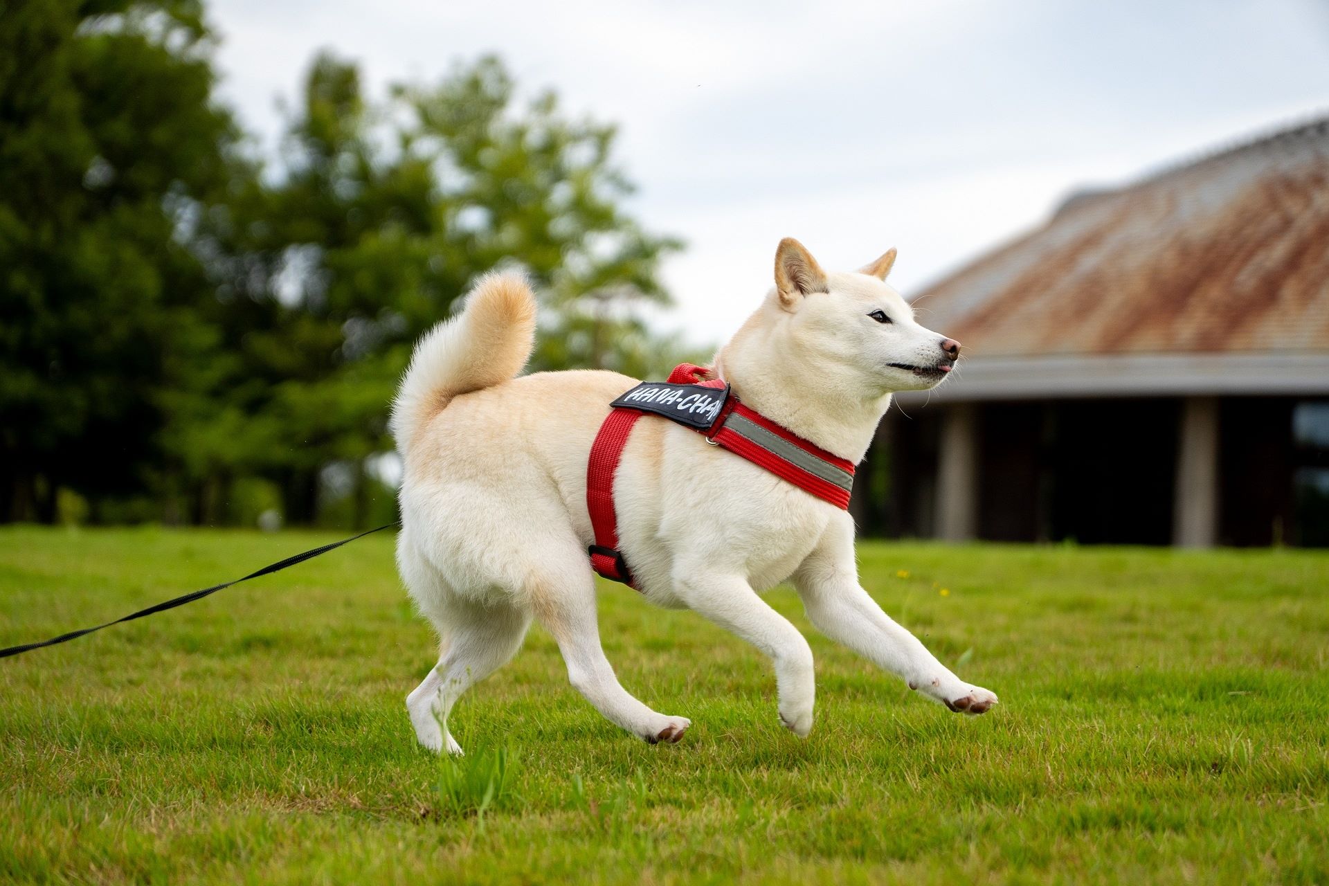 柴犬の飼い方