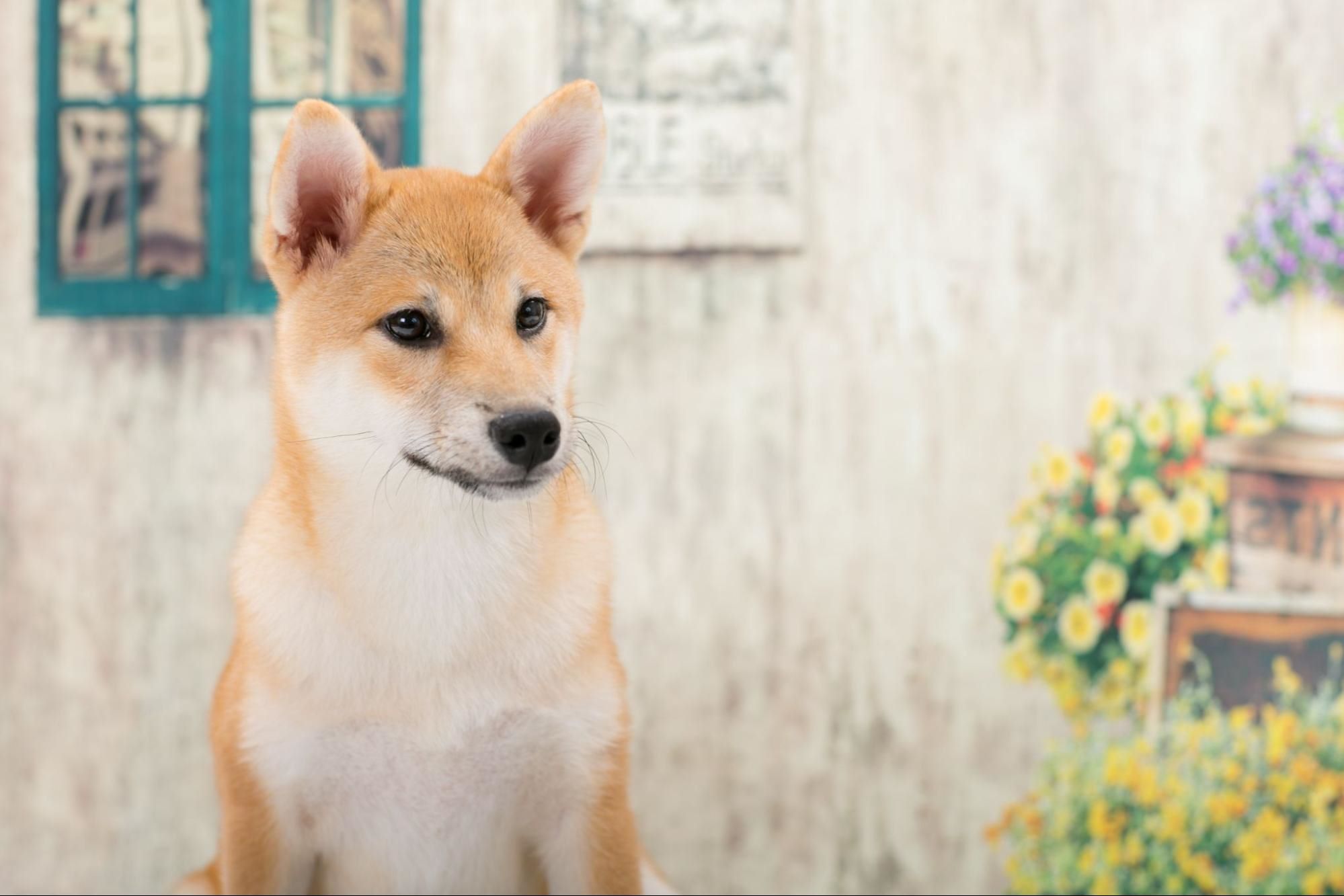 柴犬の価格相場