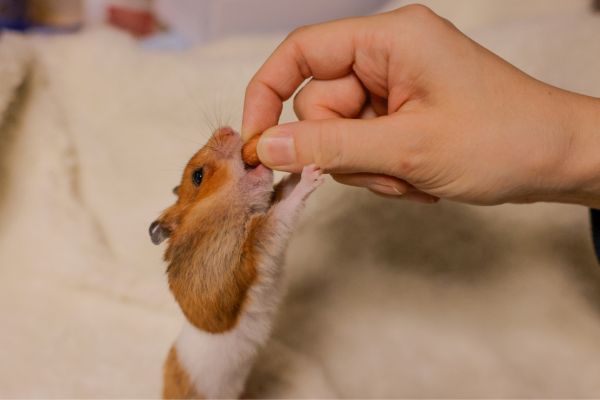 ハムスターとはどんな動物？