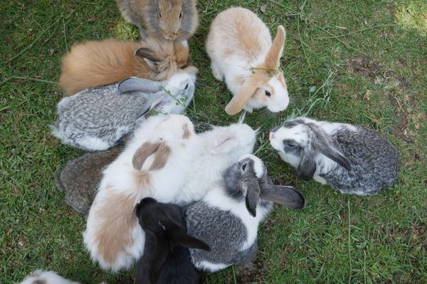ウサギの種類は150種類以上