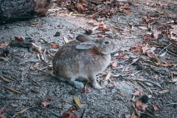 日本に生息するウサギは4種類