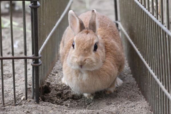 【初心者必見】ウサギの飼い方ナビ！ウサギを飼うのは難しい？飼う際の注意点などを徹底解説のサムネイル画像