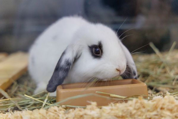 初心者でも飼いやすいウサギの種類4選