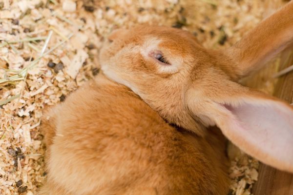 ウサギを飼う際にあると便利なもの