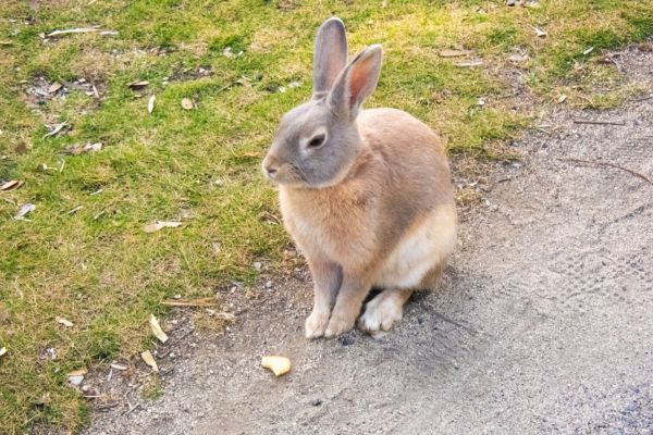 ウサギを飼う際のポイント