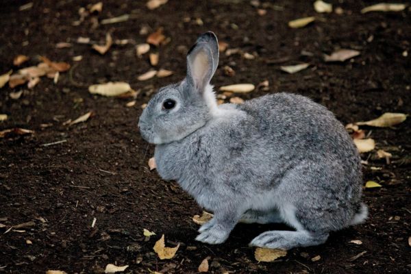 ウサギを飼う際の注意点