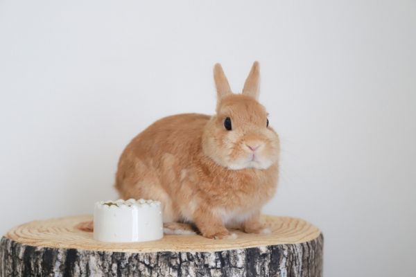 ウサギの飼育にかかる費用の目安