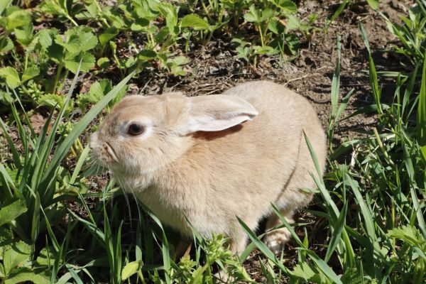 ウサギの飼育に関するよくある質問