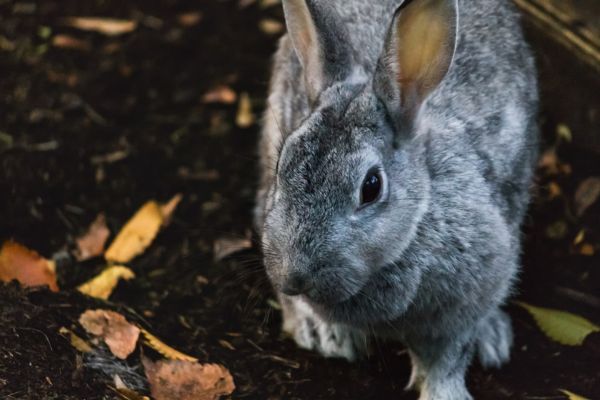 まとめ：ウサギの飼い方を知って大切な家族として迎えましょう