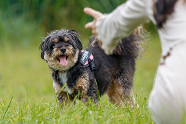 ポメプーを飼うときのポイント