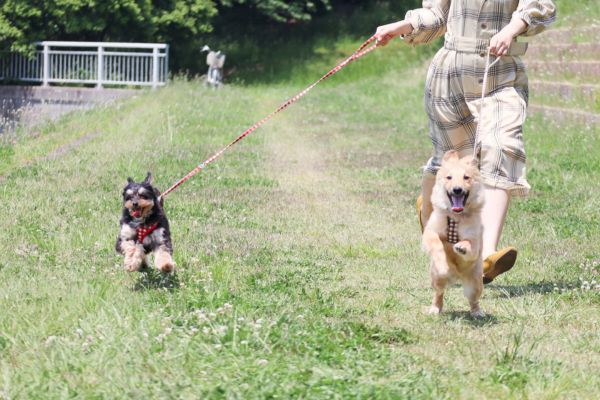 ポメプーの子犬を迎えるには