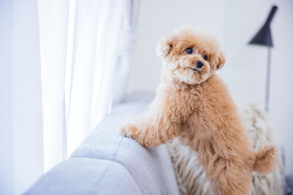 プードルの種類は？大きさや性格・お手入れの方法や飼い方も紹介！のサムネイル画像