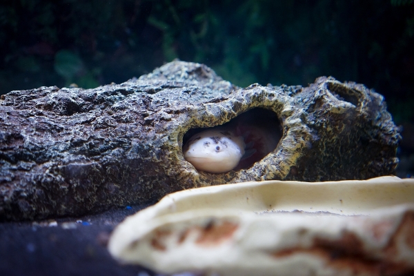 ウーパールーパーがかかりやすい病気