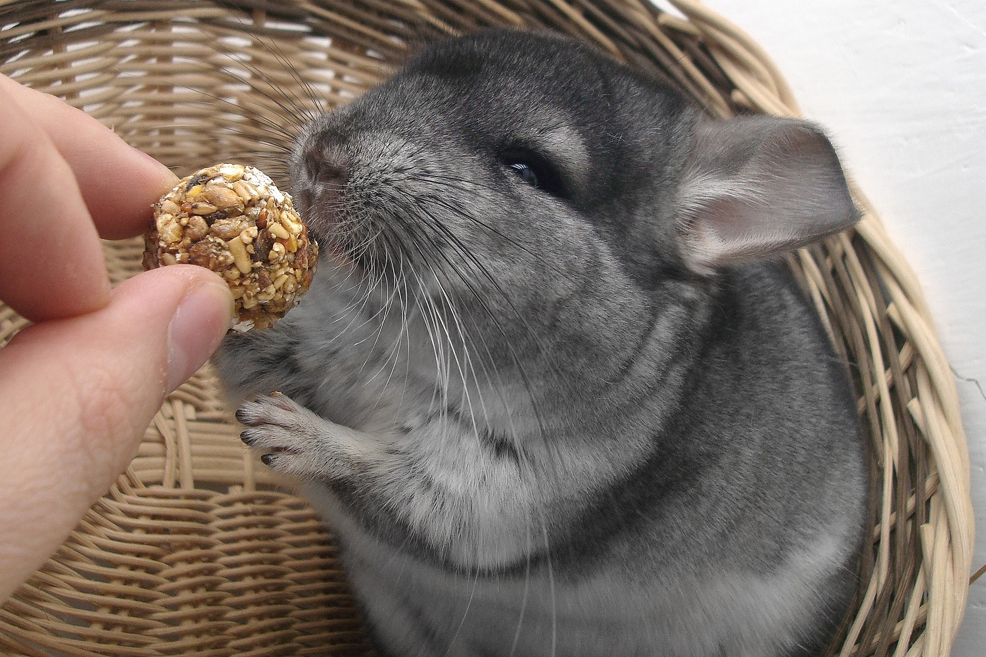 チンチラの飼い方のポイント