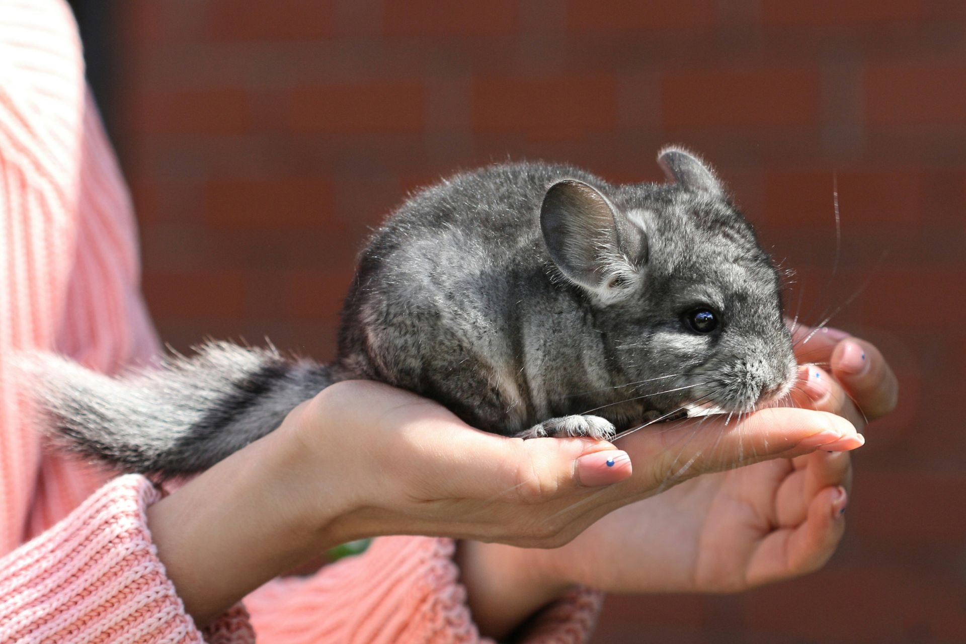 チンチラを飼う際の注意点