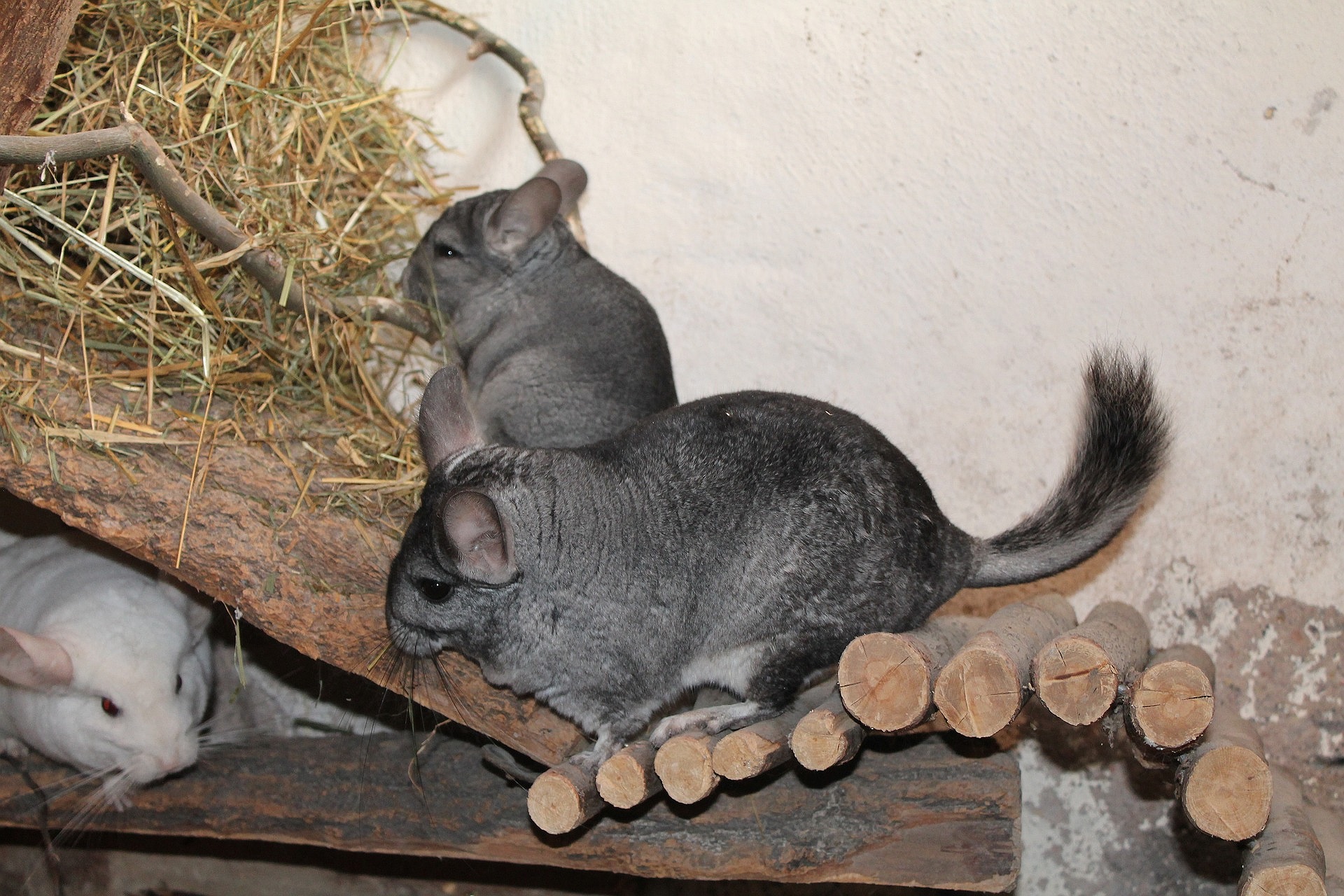 チンチラの飼育に関するよくある質問