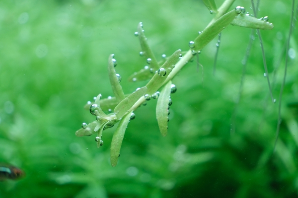 水草とは？