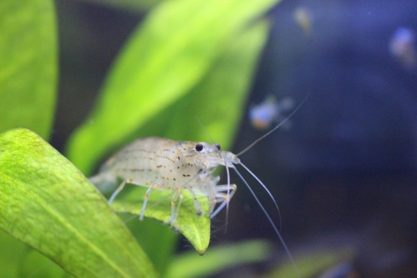 水草の育成に関してよくある質問