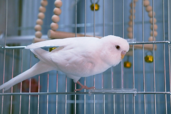 セキセイインコを飼う前に準備するもの