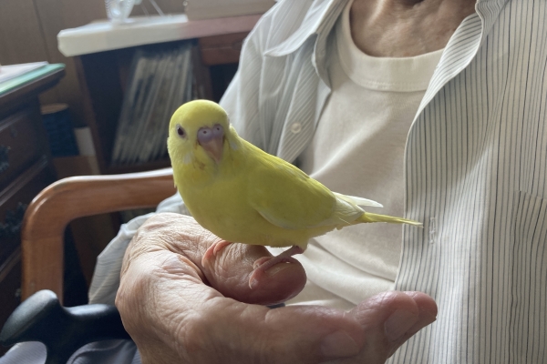 セキセイインコをなつかせるには