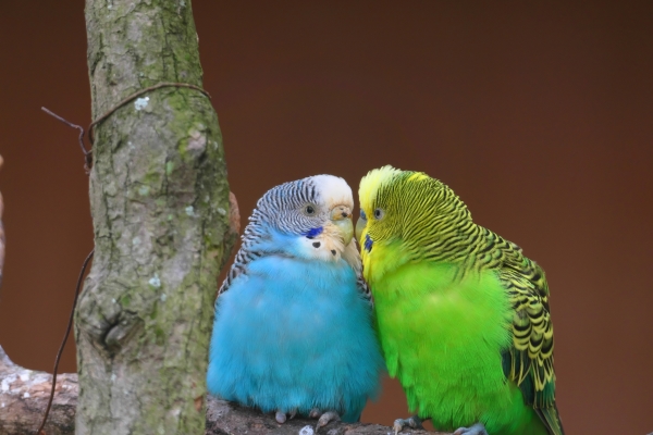 セキセイインコを飼う際の注意点