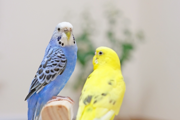 セキセイインコがかかりやすい病気