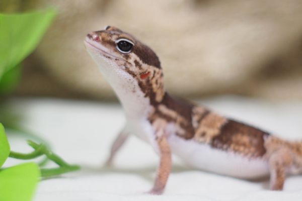 ヤモリの飼い方ガイド！餌の与え方、温度管理、価格相場を解説のサムネイル画像