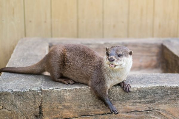 カワウソの種類や特徴、習性｜ペットにできない理由も解説のサムネイル画像