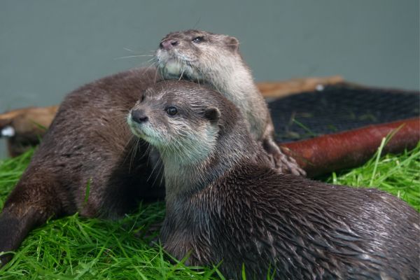 カワウソの種類