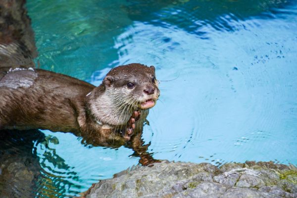 カワウソの特徴・生態