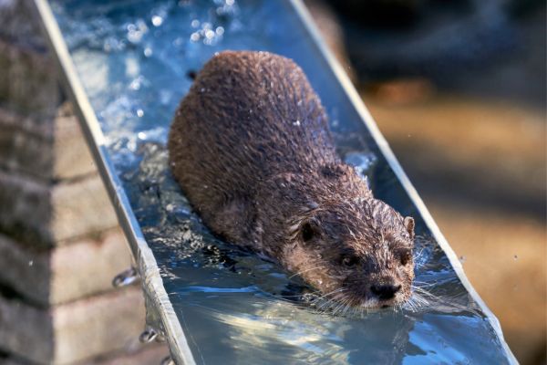 カワウソの習性