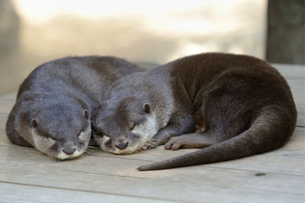 カワウソは絶滅危惧種