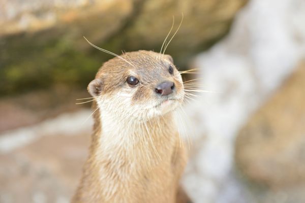 カワウソに関する豆知識・雑学